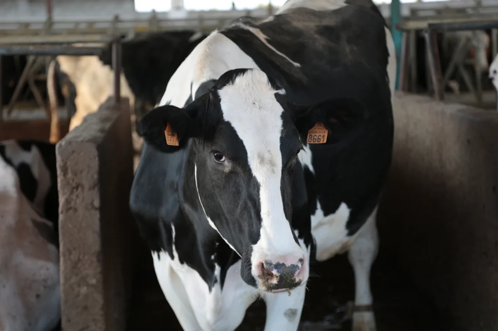bienestar animal